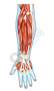 肌肉系统解剖手前臂手掌肌肉肌腱韧带背景图片
