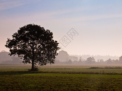 清晨雾中农林景图片