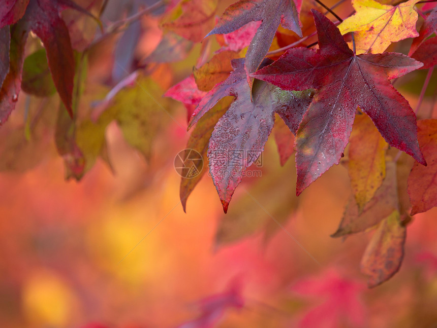秋天色彩鲜艳的枫叶图片