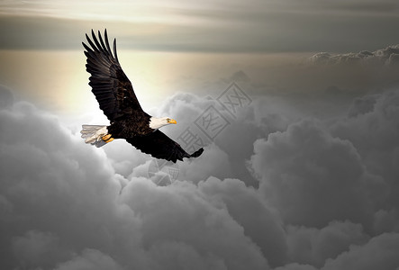 白头鹰飞过云层图片