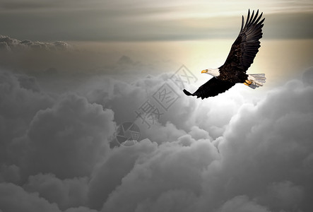 白头鹰飞过云层图片