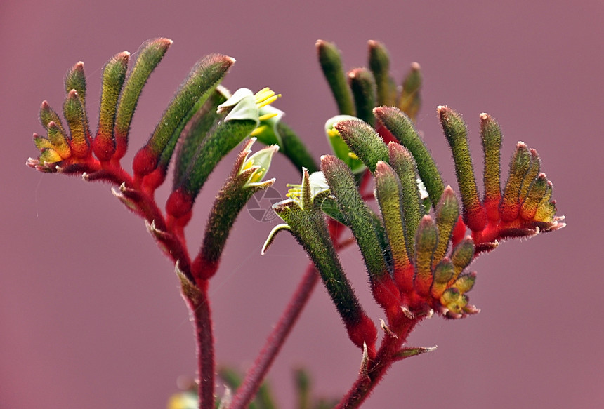 美丽地靠近澳洲红绿袋鼠Paw的花朵图片