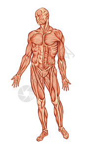 赛多利斯人体肌肉系统解剖前视图ecorchee背景