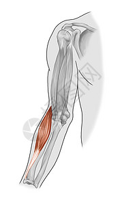二头肌肱二头肌肱桡肌图片