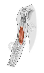 二头肌肱肌肱桡肌图片
