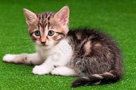 人造绿草上可爱的小猫图片