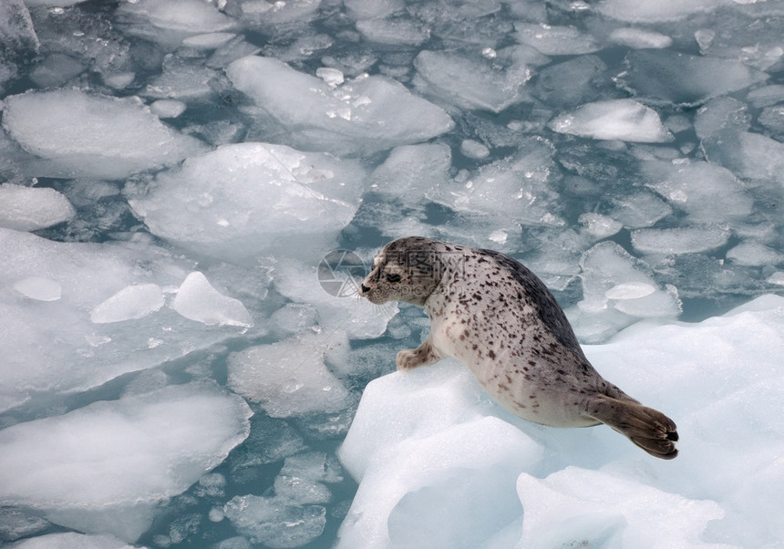 冰山上的海豹图片
