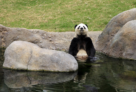 香港动物园里的大熊猫图片