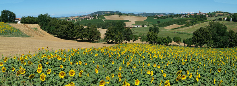 皮埃蒙特拉托的农田图片