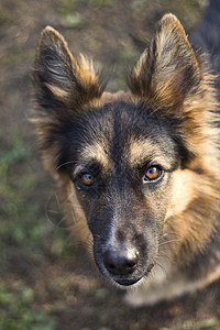 德国牧羊犬的肖像图片