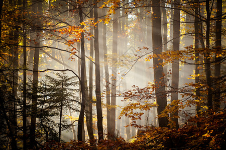 在树林中拍摄的秋天风景照片图片
