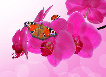 紫兰花和蝴蝶与浅背景图片