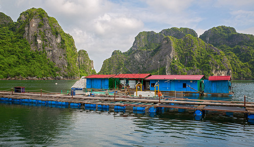 越南哈龙湾珍珠养殖的图片