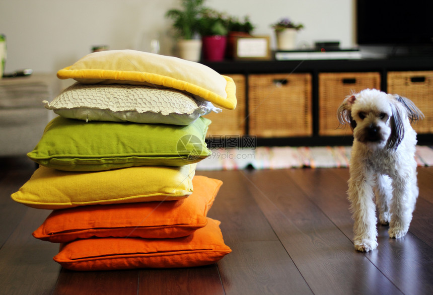 家居环境丰富多彩的枕头和狗图片