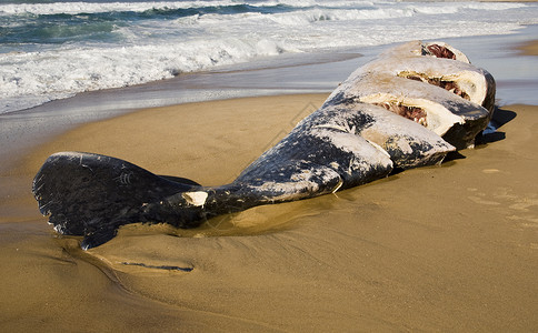 在海滩上的死鲸被船舵图片