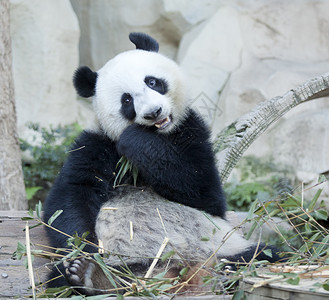 饥饿的大熊猫吃竹子图片