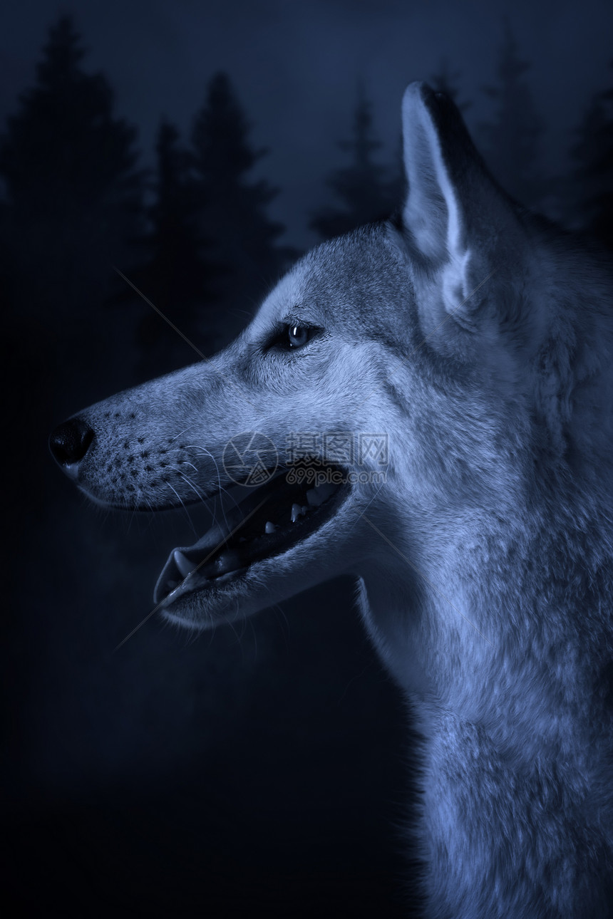 在深森林背景的灰狼图片
