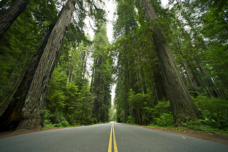 红木州立公园美国加利福尼亚州的红树林图片