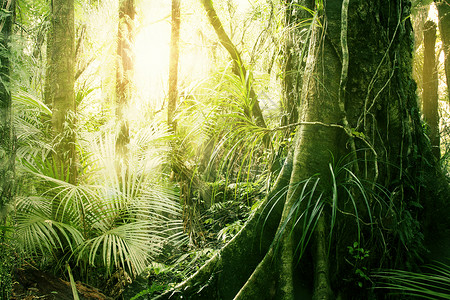 热带丛林中的晨光图片