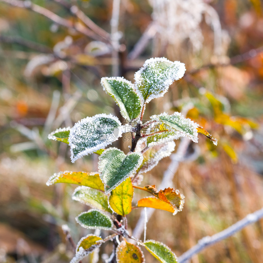 树叶上的霜图片