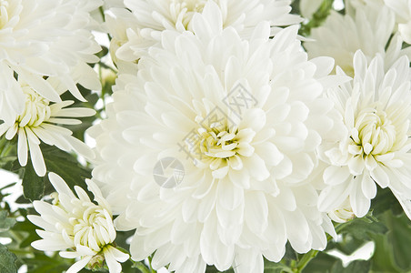 非常漂亮的白菊花图片