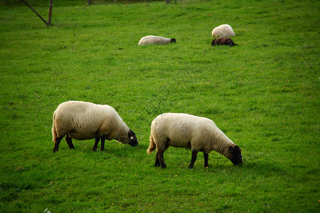 来自法国的农场里吃草的羊图片