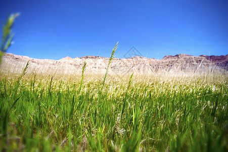 草原荒地和大草原荒地草原和清澈的蓝天图片
