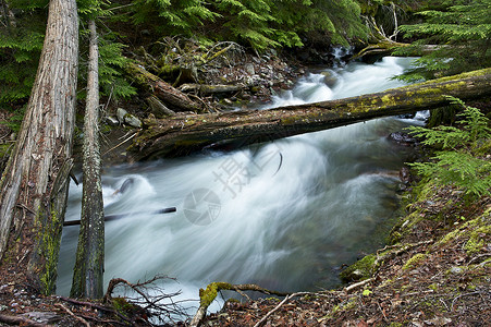 森林溪和山溪蒙大拿州森林风光图片