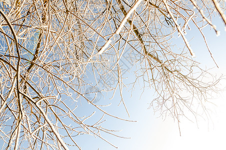 冬天的风景被雪覆盖的树木图片