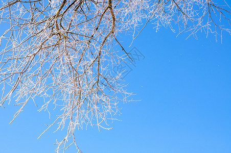 冬天的风景被雪覆盖的树木图片