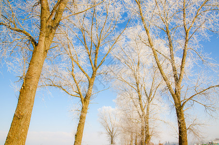 冬天的风景被雪覆盖的树木图片