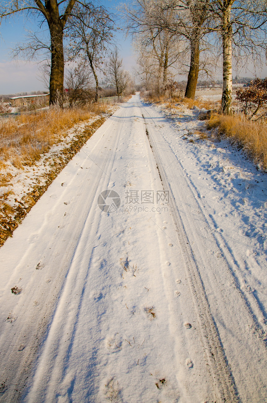 冬天的风景被雪覆盖的树木图片