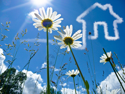 一个漂亮的特写花卉拍摄与天空中的房子房地产企业和家庭住图片