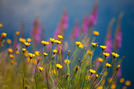 智利巴塔哥尼亚的野花图片