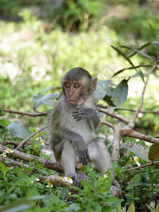 有趣的猴子在森林里图片