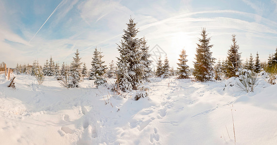 冬季雪景与松树全景拍摄图片