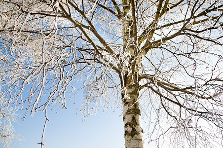 冬天被雪覆盖的树图像图片