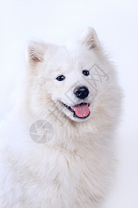 简单背景下的萨摩耶犬肖像图片