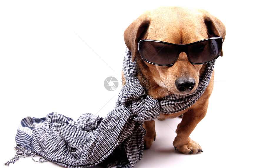 一条带着围巾和太阳镜的小腊肠狗图片