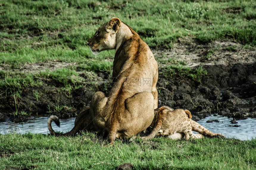 狮子和幼崽人类发展图片