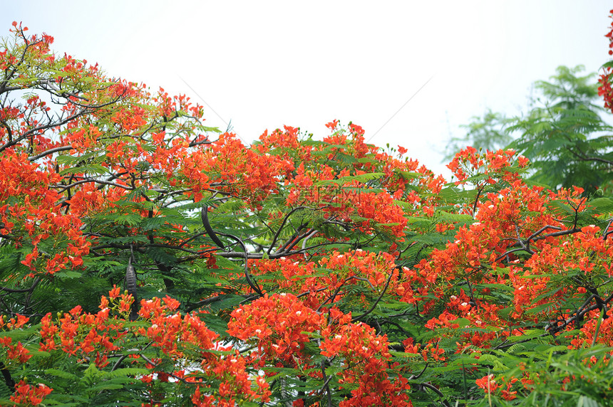 孔雀花图片