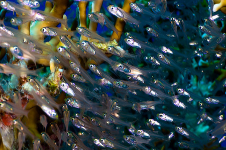 埃及红海珊瑚背景上的玻璃鱼小虾扫图片