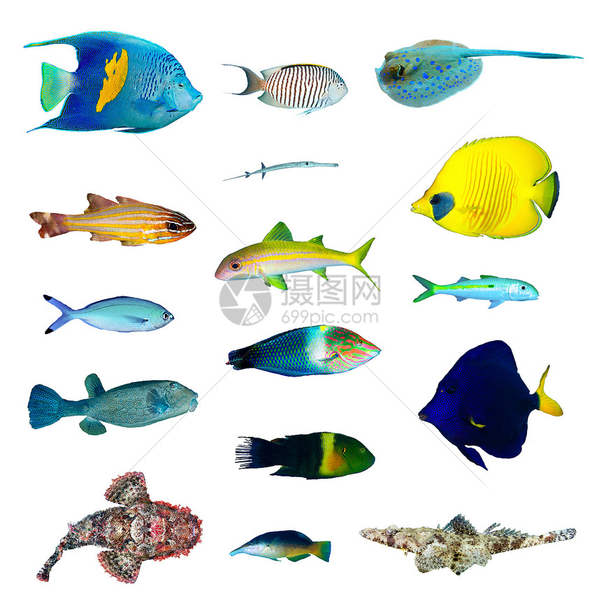 白色背景上的热带鱼收藏图片