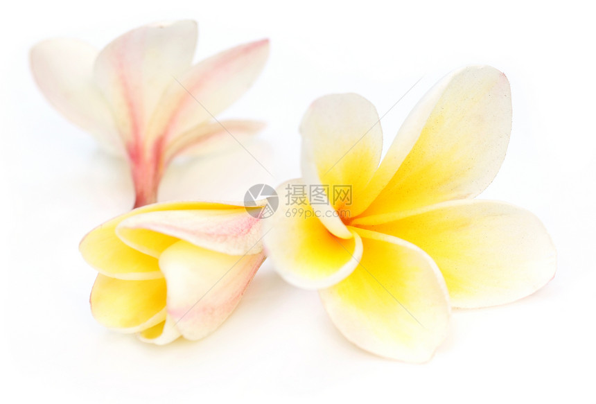 在白色背景的热带素馨花图片