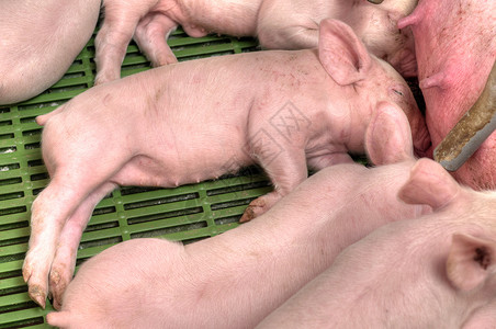 小猪仔在养猪厂给妈喂奶背景图片