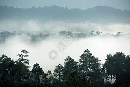 泰国热带松林晨雾图片