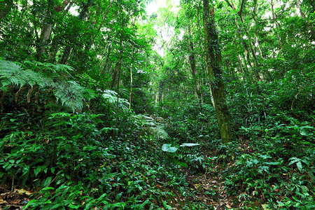 雨林图片