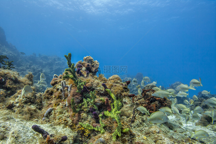 珊瑚礁和鱼群的图像图片