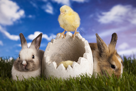兔子和小鸡和绿草图片