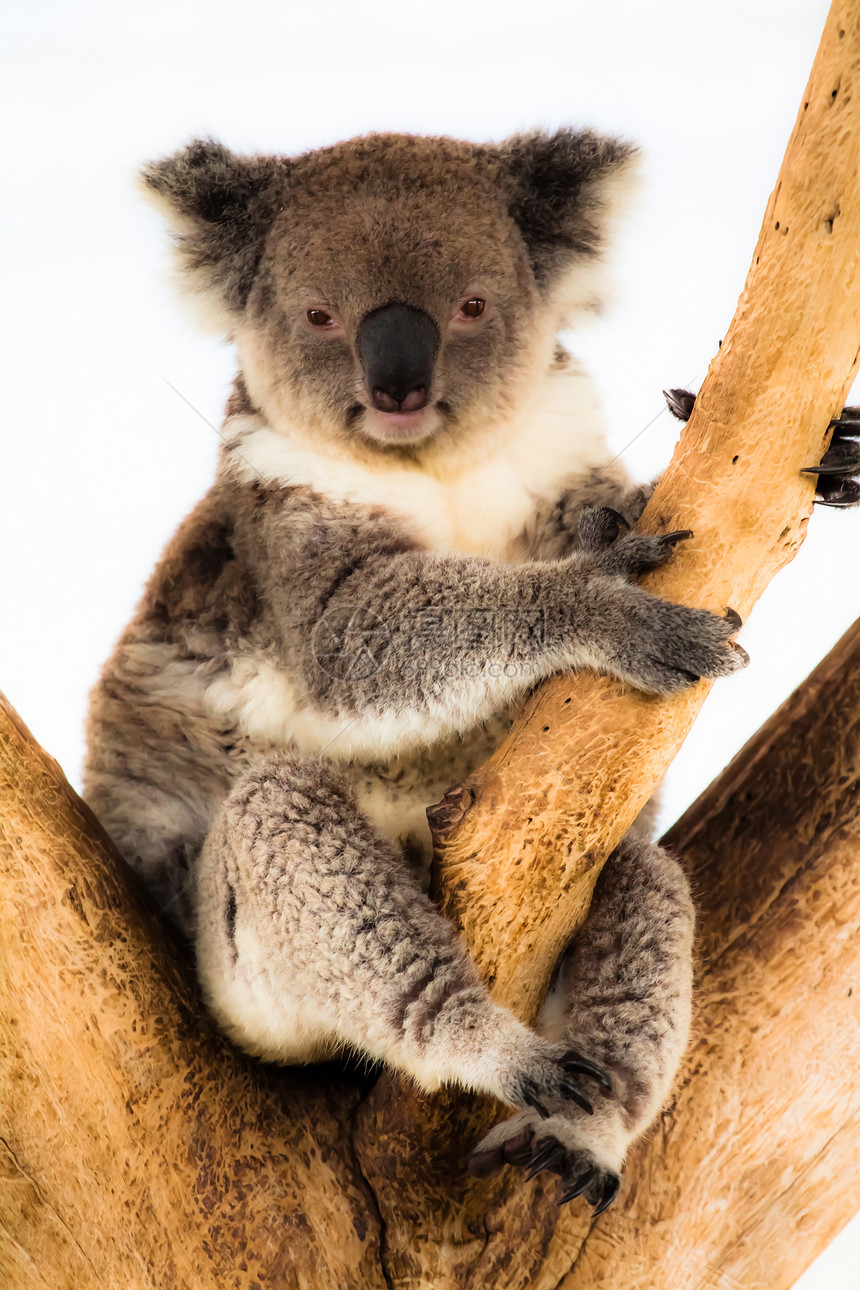 Koala的自然栖息地人类发展图片